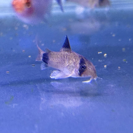 Panda Corydora