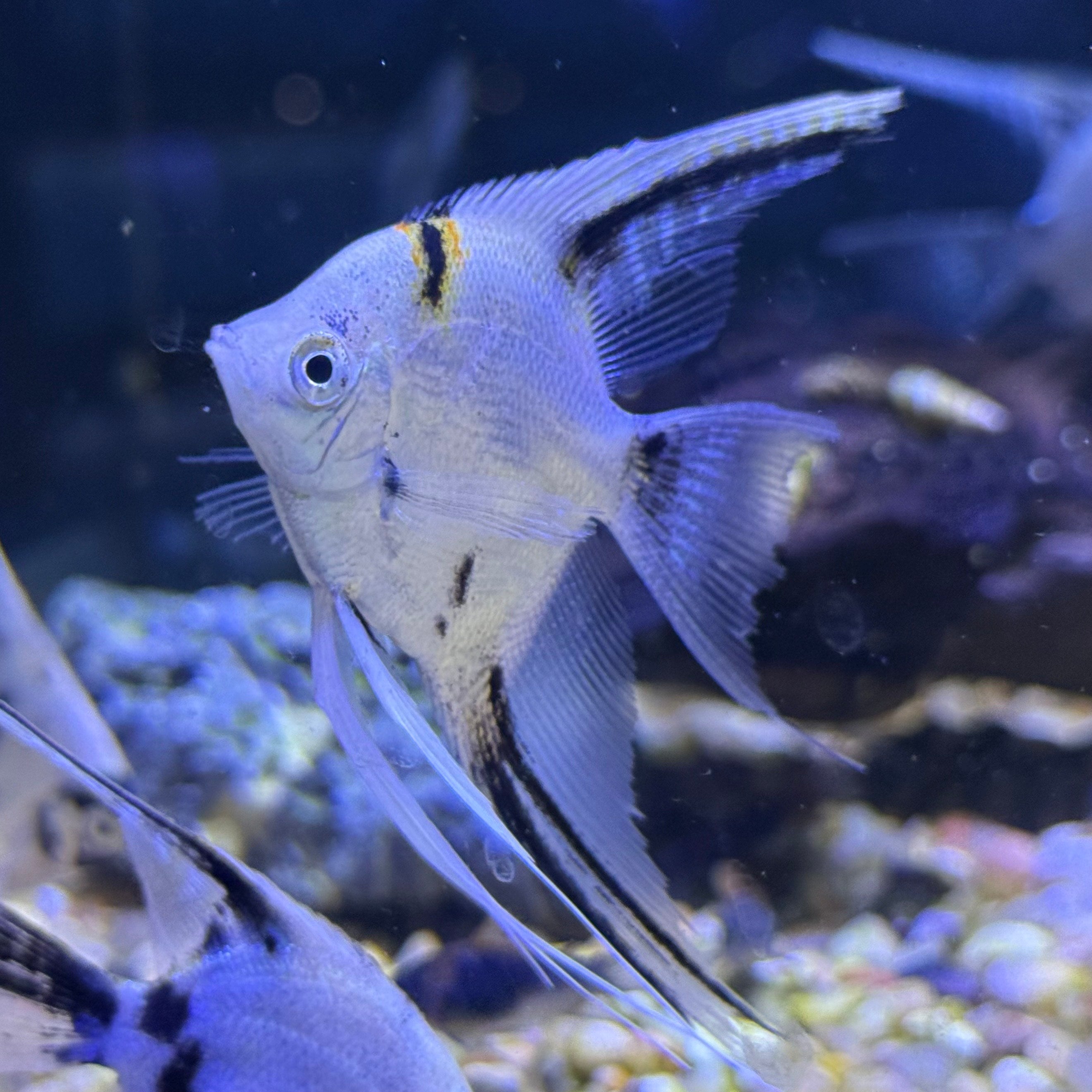 Panda Veiltail Angelfish | JLAquatics Canada – J&L Aquatics Ltd.