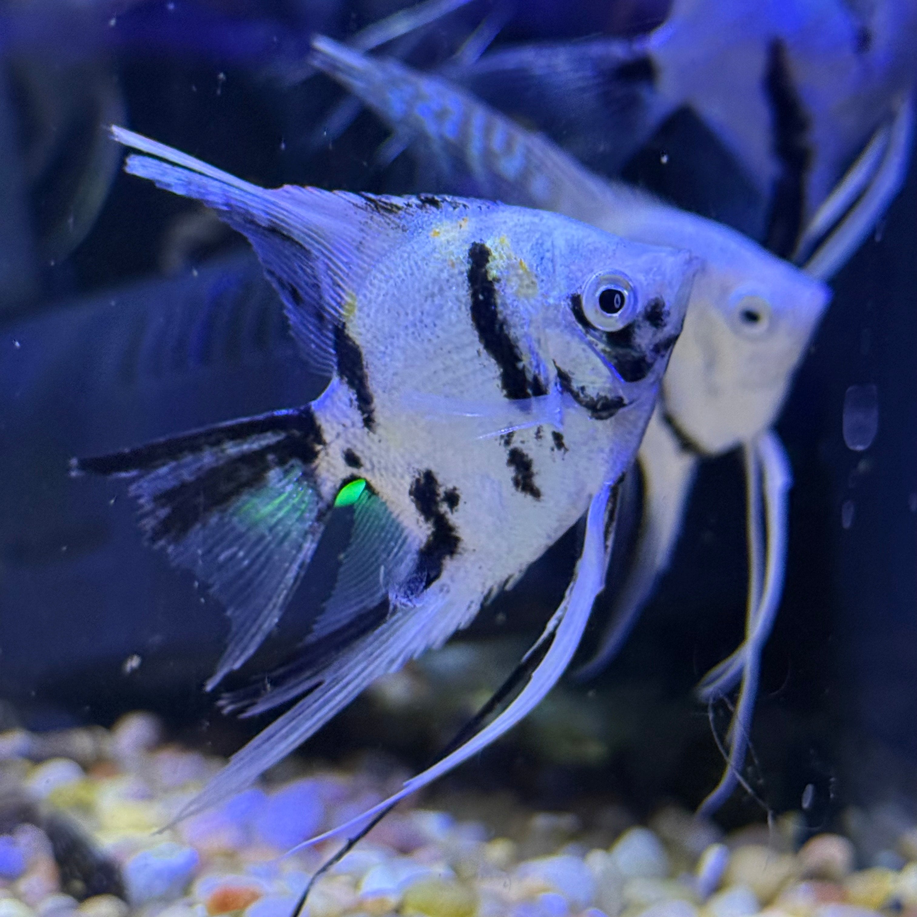 Panda Veiltail Angelfish