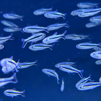 Penguin Tetra