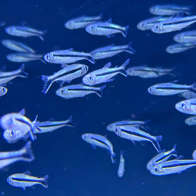 Penguin Tetra