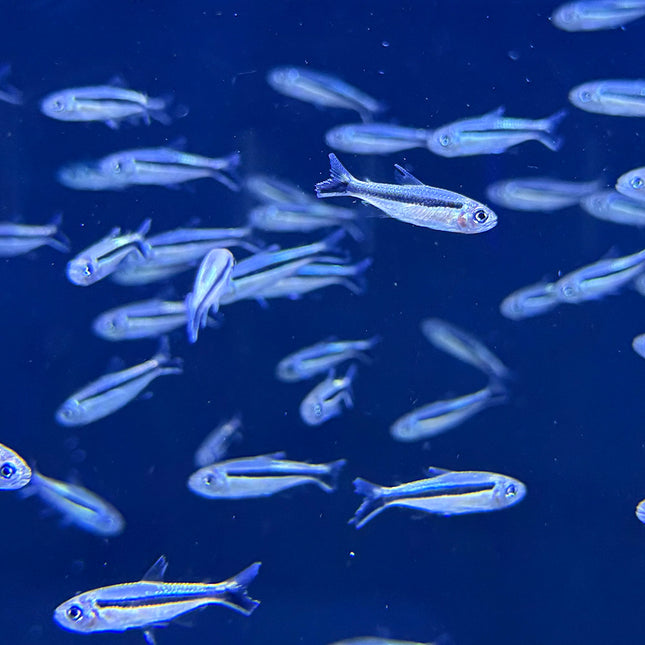 Penguin Tetra