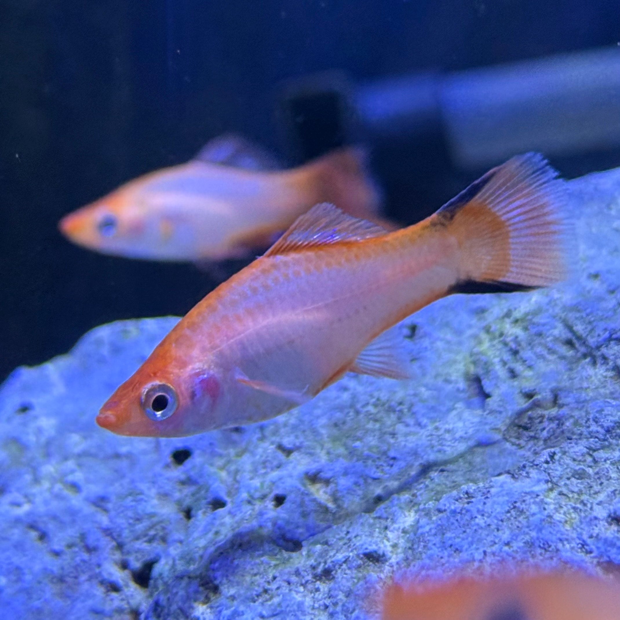 Pink Comet Swordtail