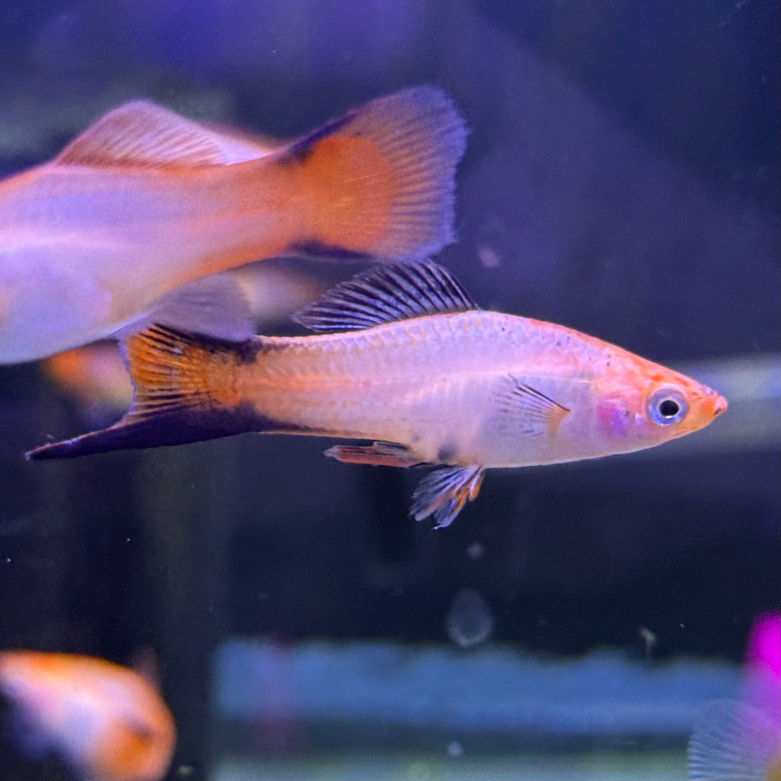 Pink Comet Swordtail