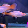 Pink Comet Swordtail