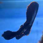 Pinnate Batfish 