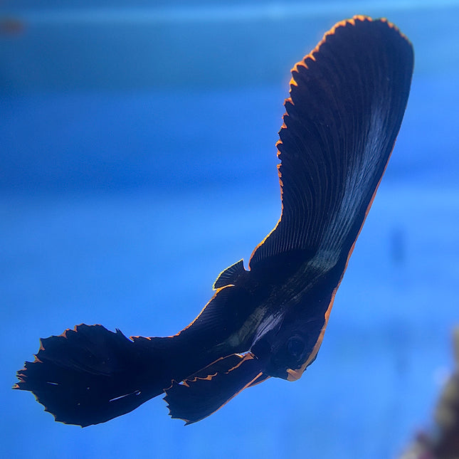 Pinnate Batfish 
