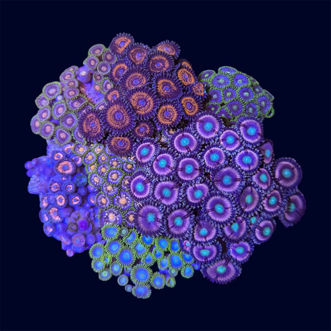 Zoa Garden - A41