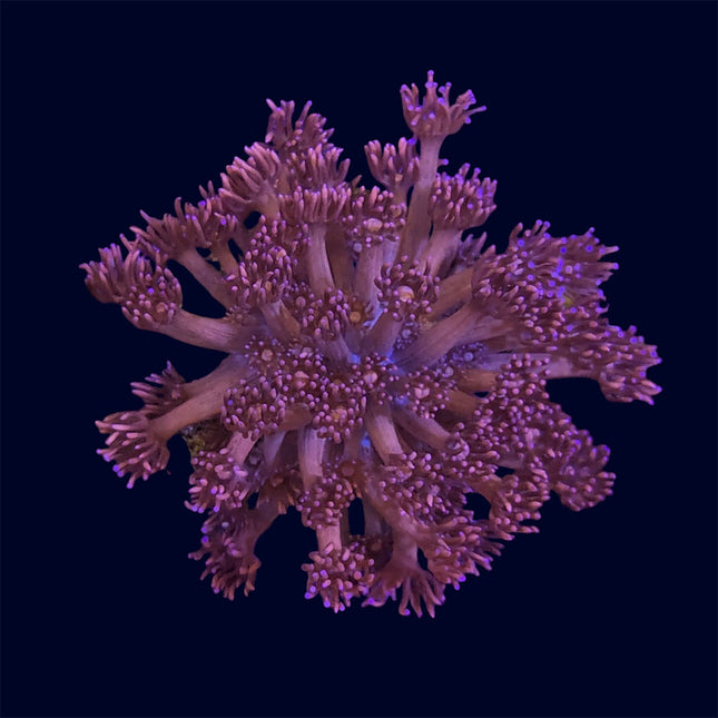 Small Goniopora Frag - A57