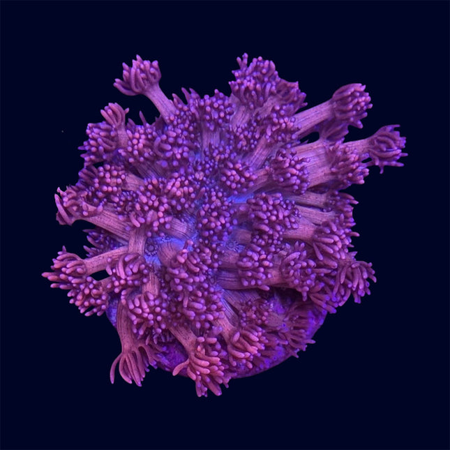 Small Goniopora Frag - A61