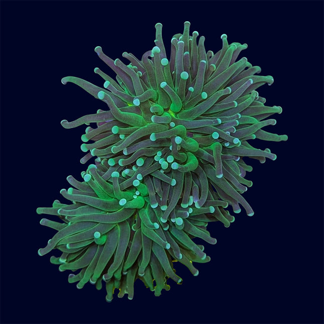 Green Torch - B18