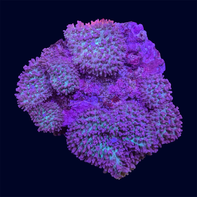 Hairy Purple/Green Mushroom - B19
