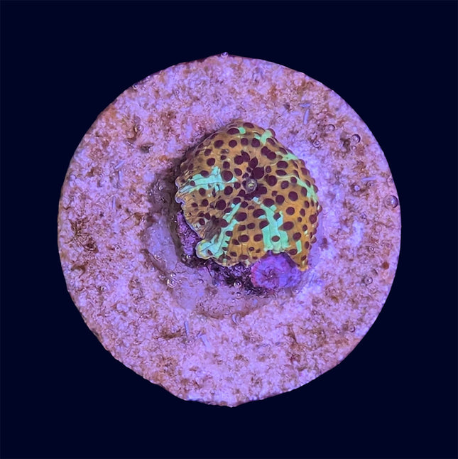 Leopard Mushrooms - B36