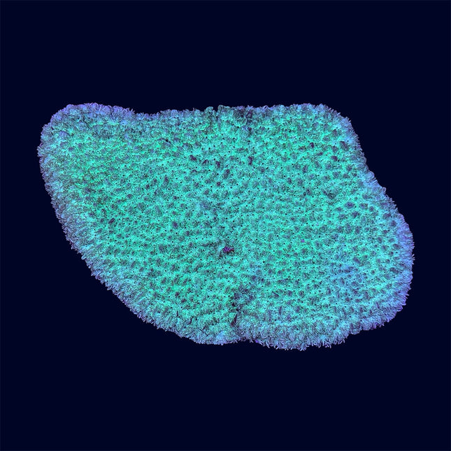 Hydrophora - B47