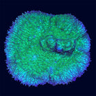 Hydrophora - B48