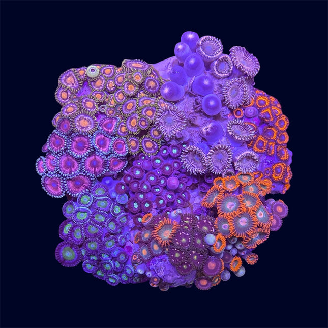 Zoa Garden - B5