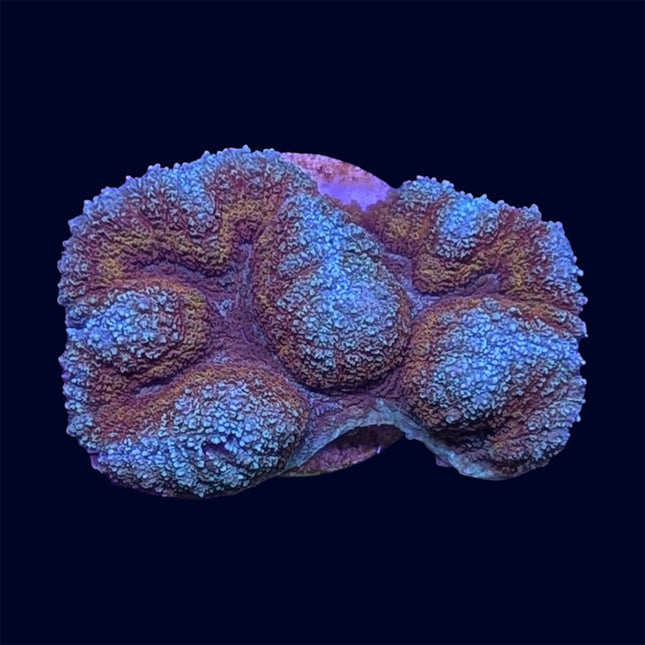 Symphylia - C67