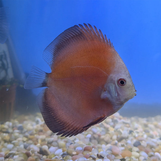Red Golden Discus