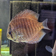San Merah Discus