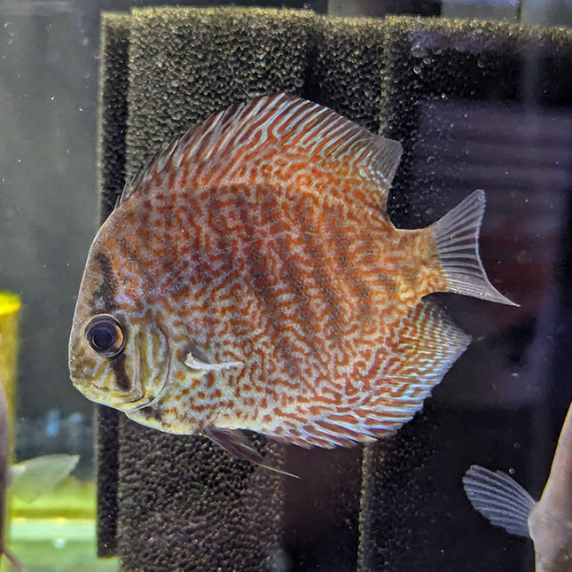 San Merah Discus