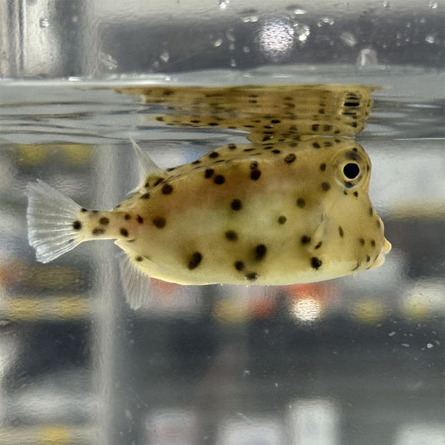 Shortnose Boxfish