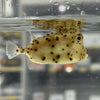 Shortnose Boxfish