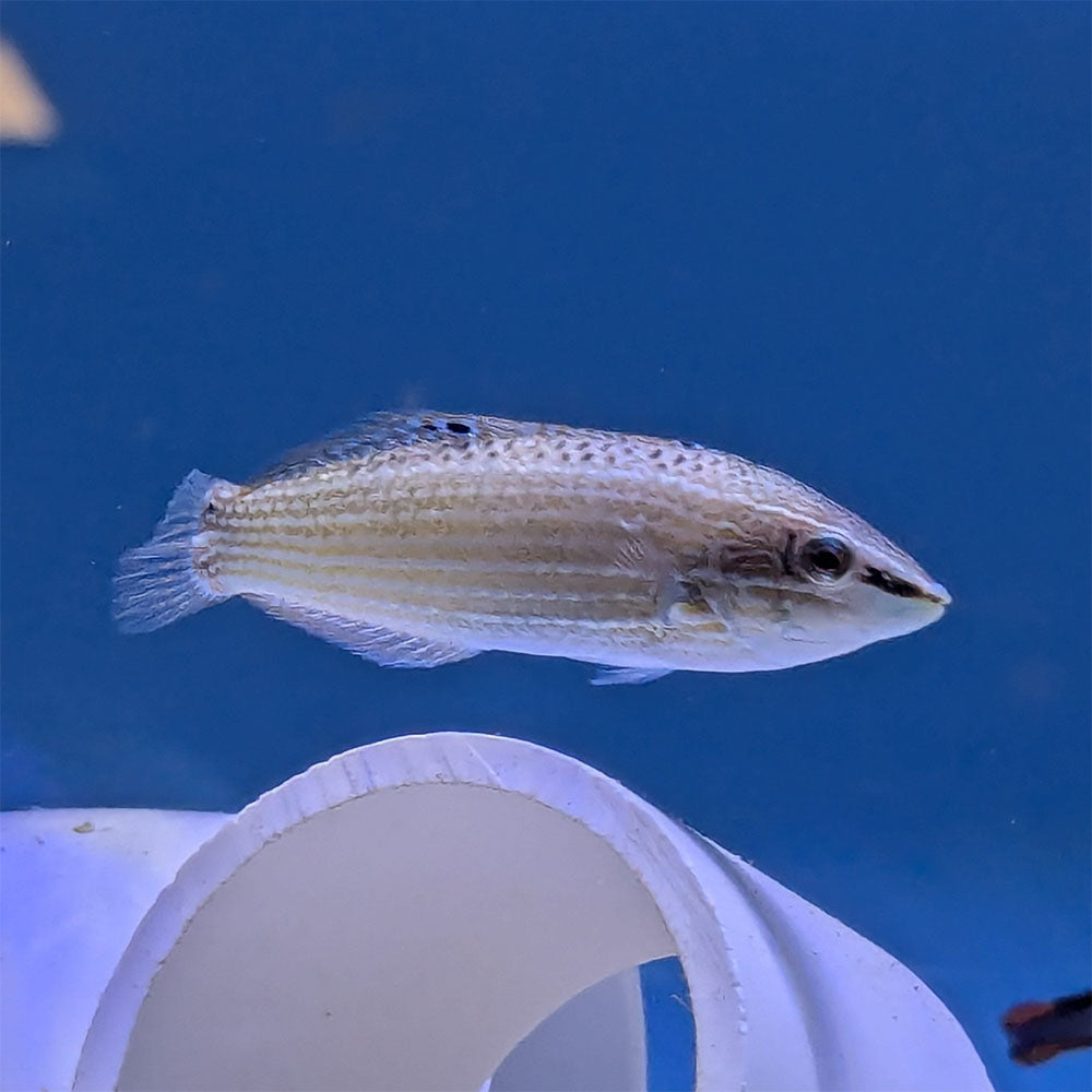 Peacock Wrasse (Asia Pacific)