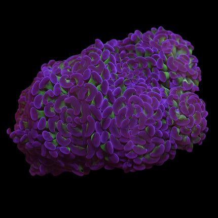 Purple Tip Hammer - A55