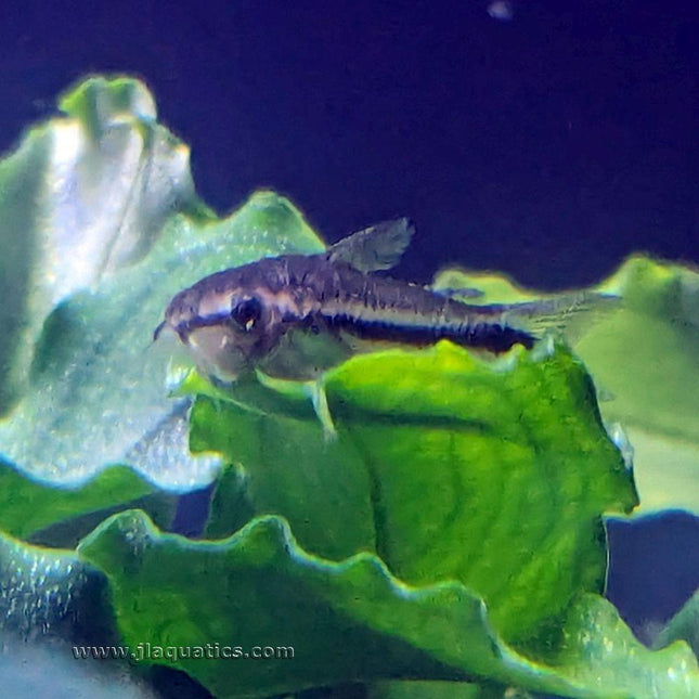 Pygmy Corydora