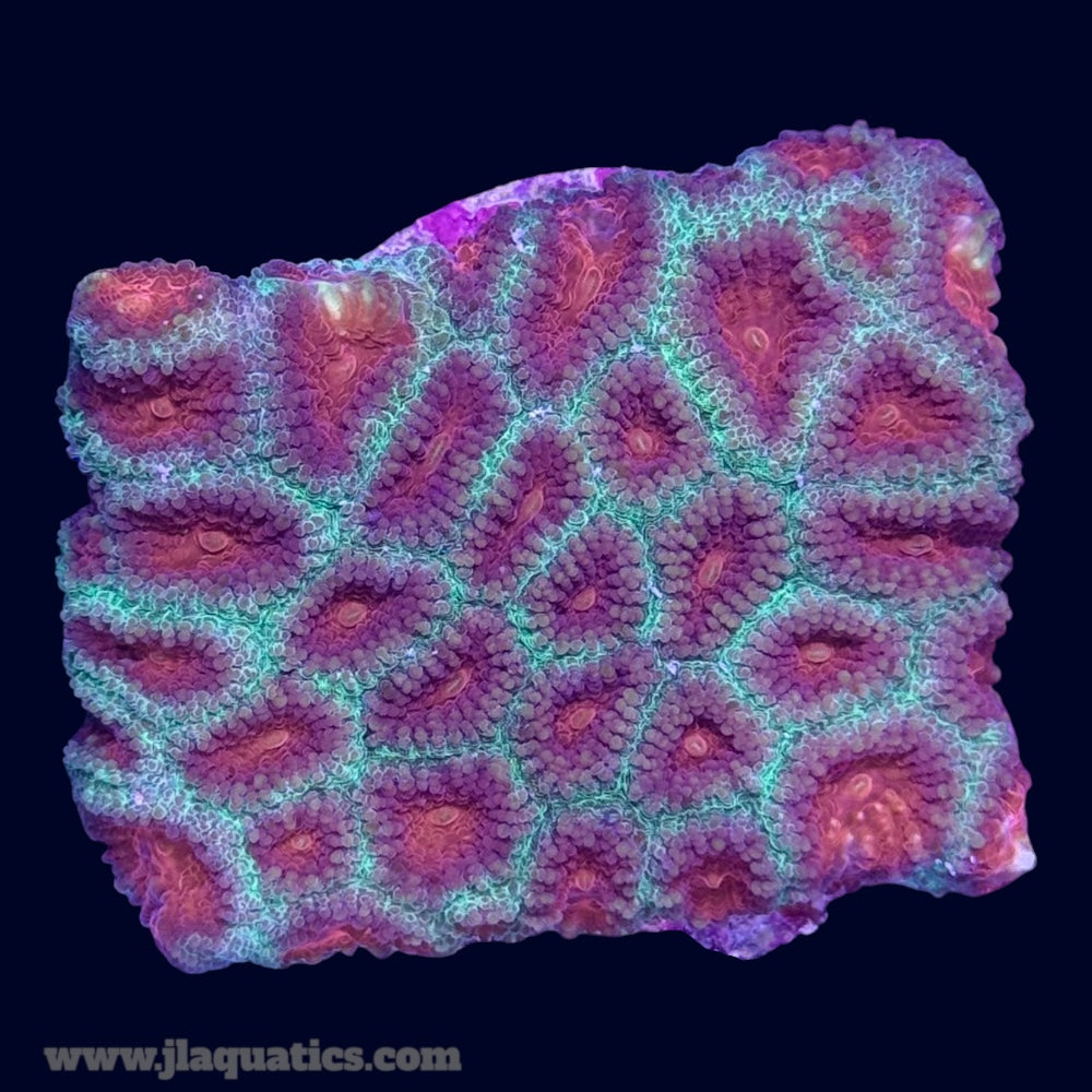 Favia Frag - R8