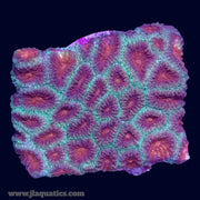 Favia Frag - R8