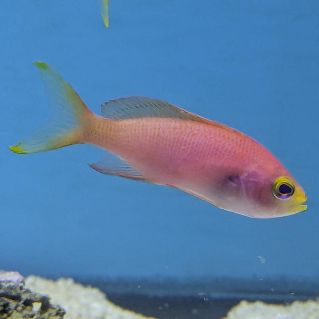 Randall's Anthias - Female (Asia Pacific)