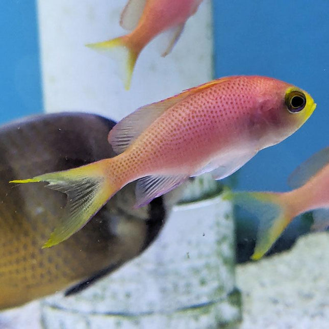 Randall's Anthias - Female (Asia Pacific)