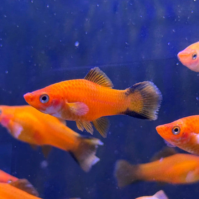 Red Comet Swordtail