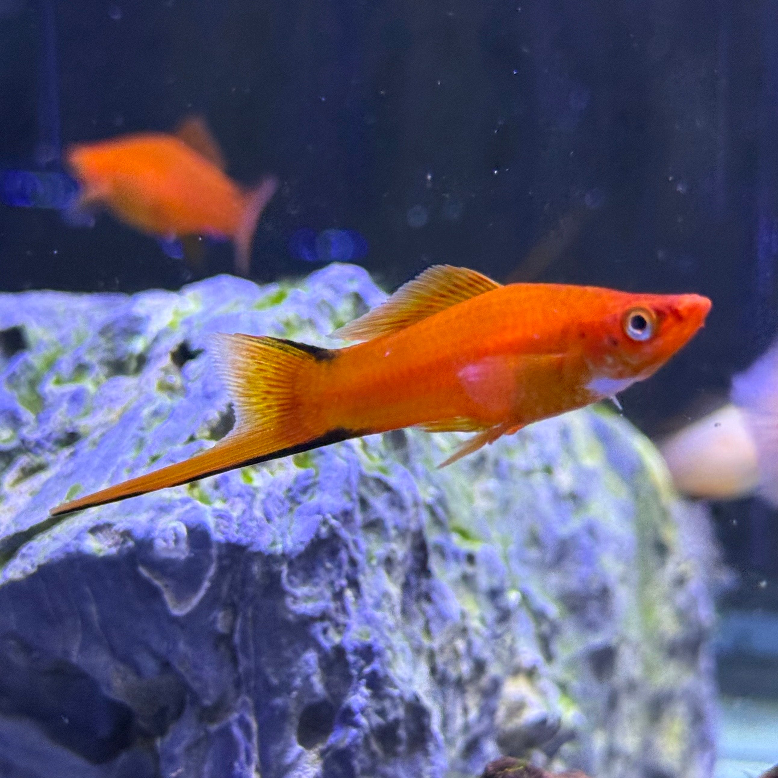 Red Comet Swordtail