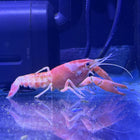 Red Ghost Crayfish