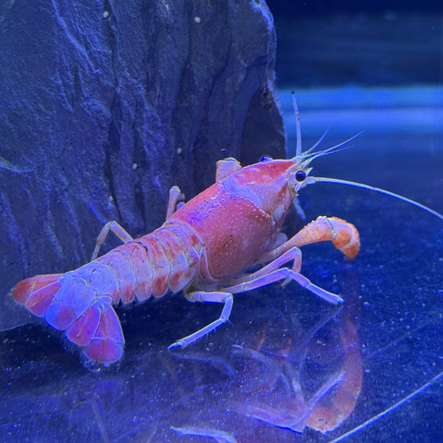 Red Ghost Crayfish