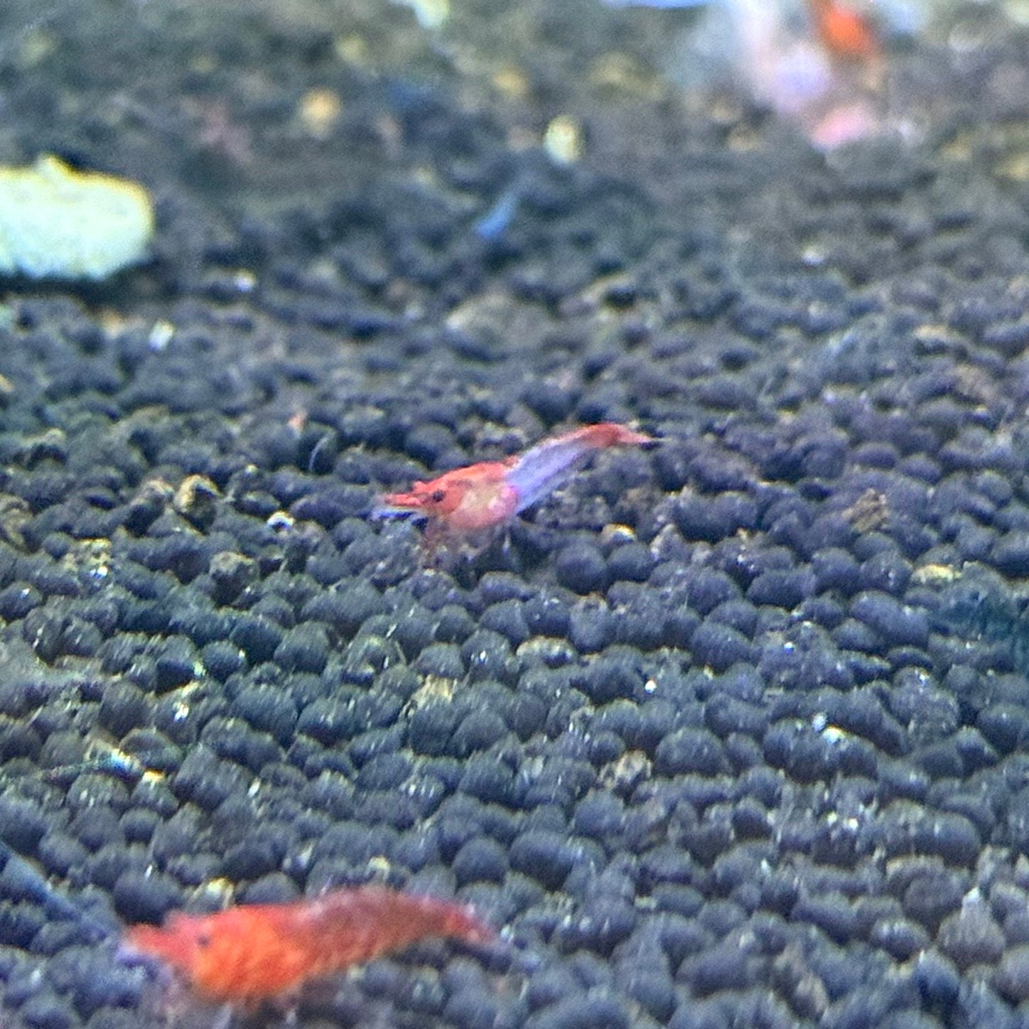 Red Rilli Shrimp