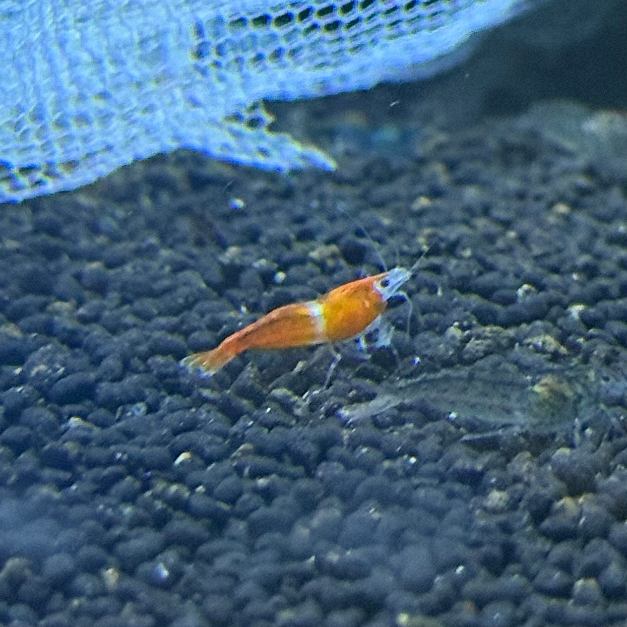Red Rilli Shrimp