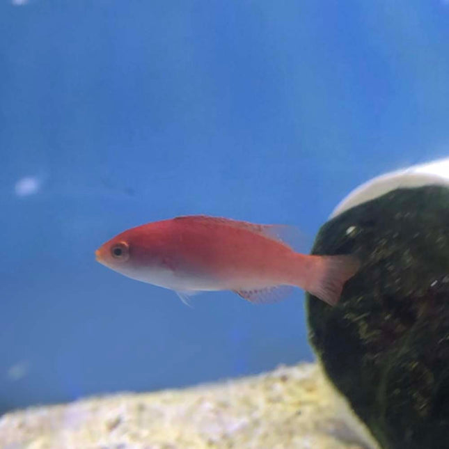Redfin Fairy Wrasse