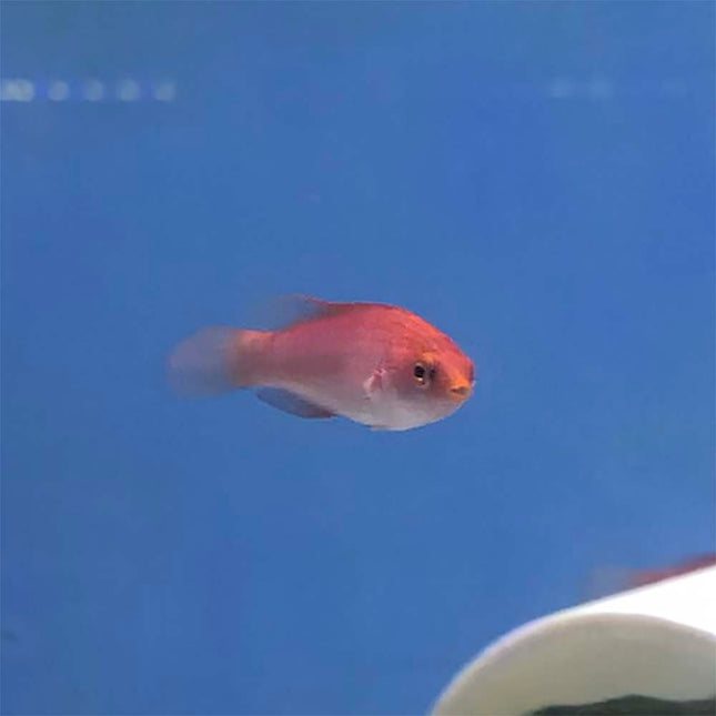 Redfin Fairy Wrasse
