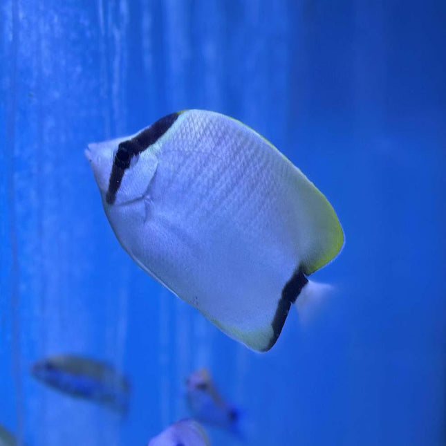 Reef Butterfly (Atlantic)