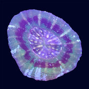 Scolymia - Green UFO - A29