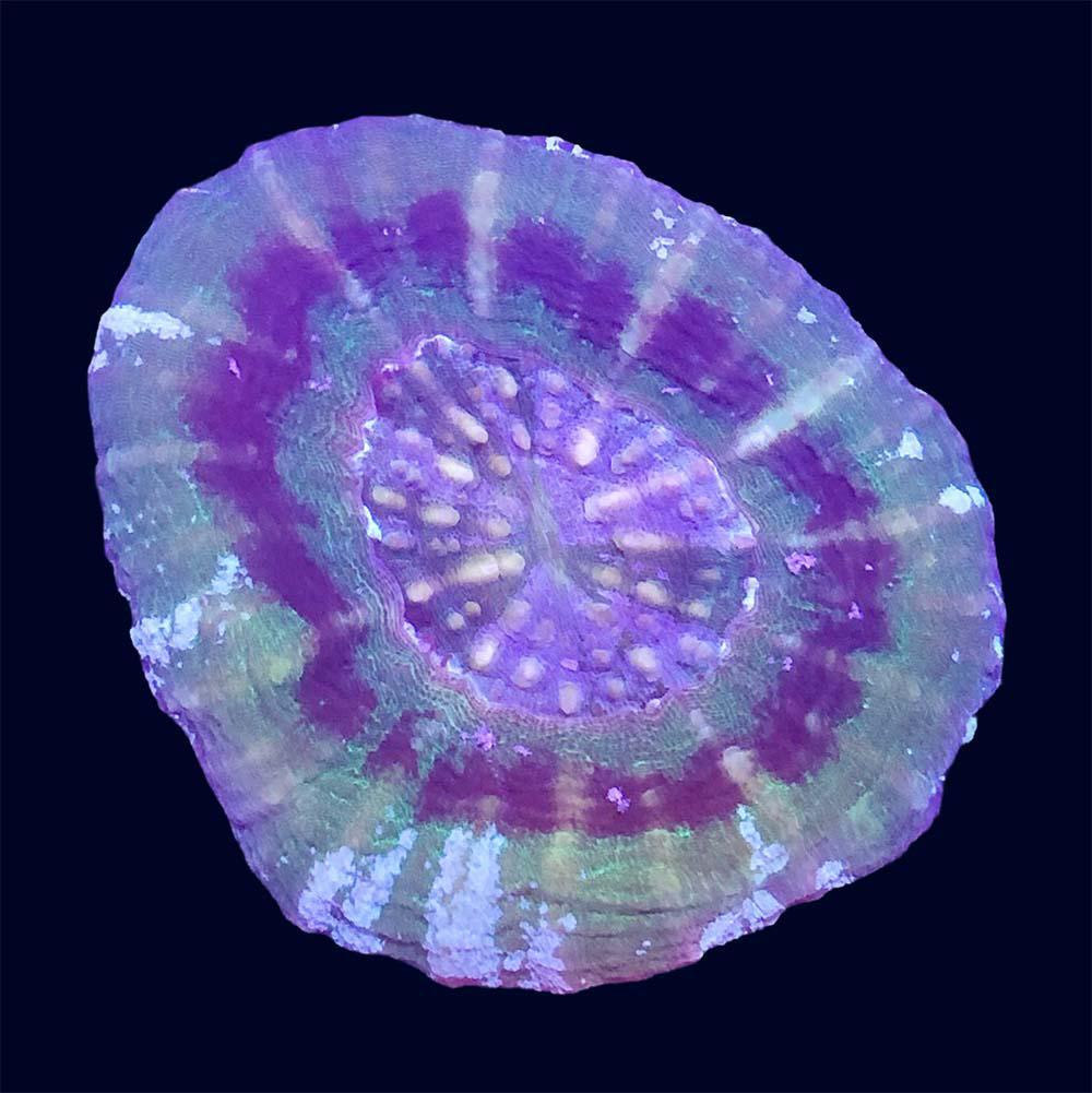 Scolymia - Green UFO - A29