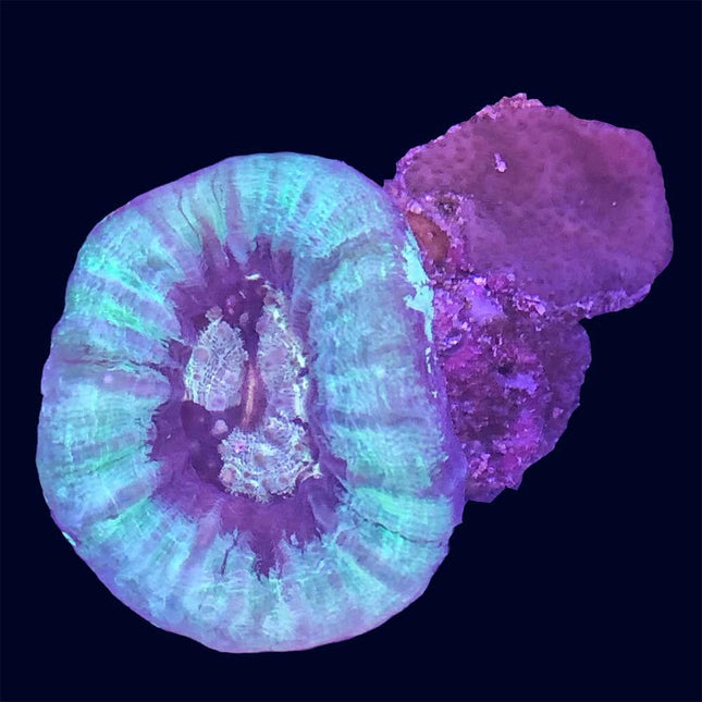 Scolymia - Teal/Purple - A31