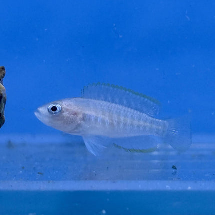 Shell Dweller Cichlid