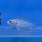 Shell Dweller Cichlid
