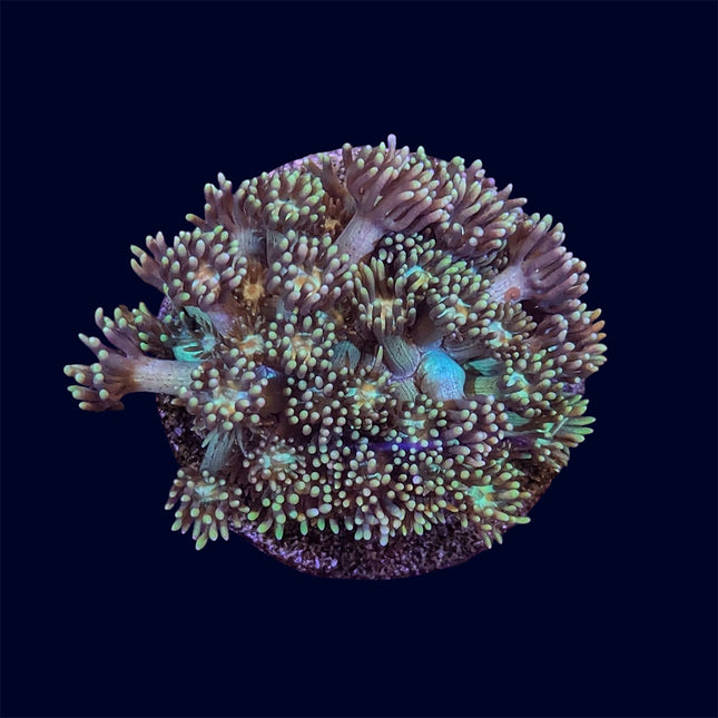 Small Goniopora Frag - A42