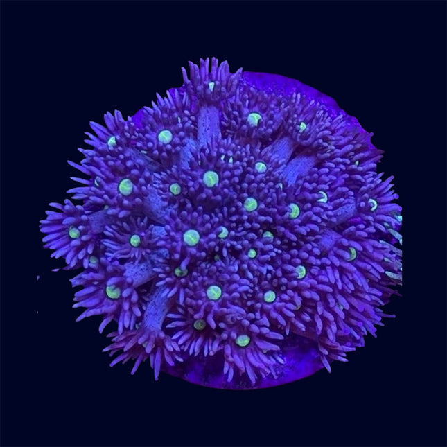 Small Goniopora Frag - A49