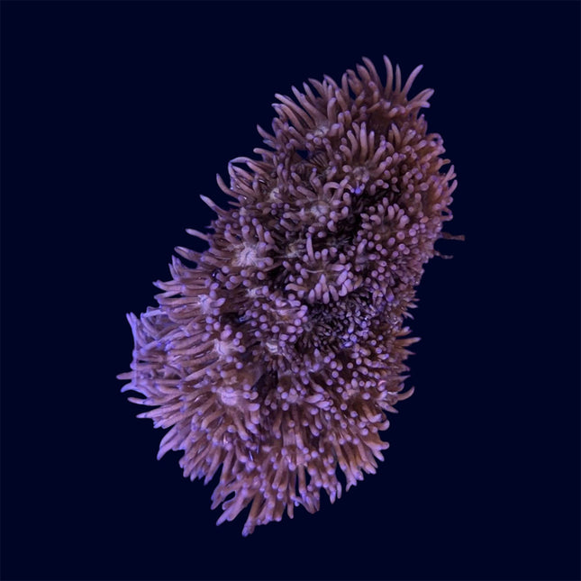 Small Goniopora Frag - A54
